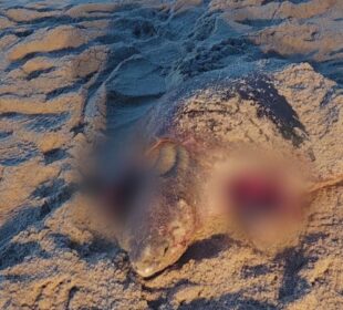 Tortuga marina atacada en una playa de Todos Santos.