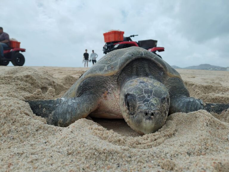 Tortuga marina en la arena