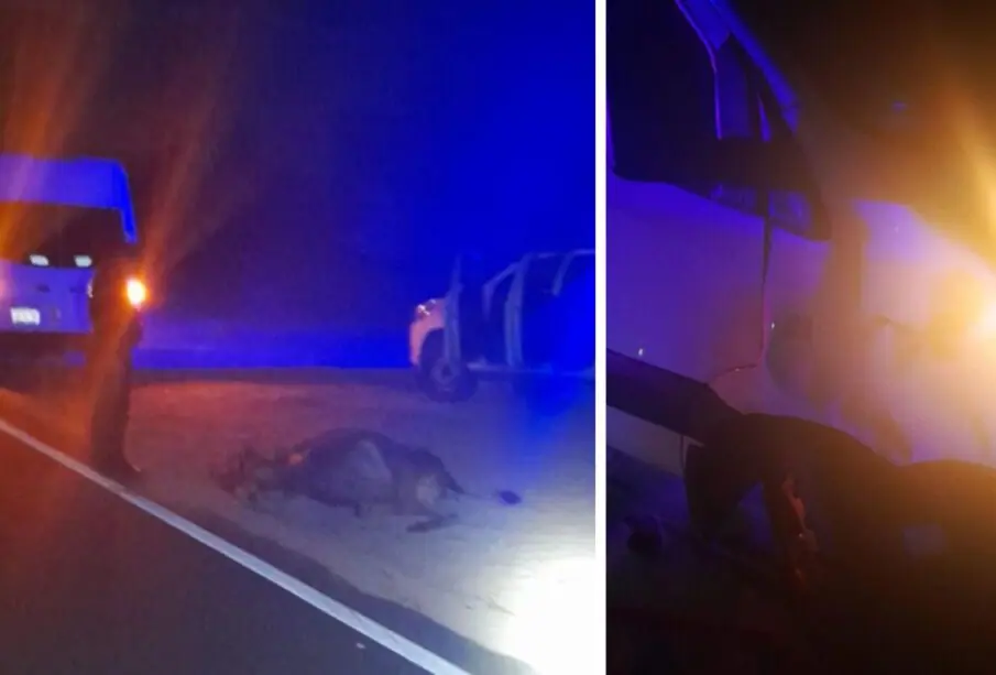Vaca atropellada en la carretera La Paz a Los Planes.