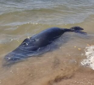 Lobo marina muerto en playa de Comundú