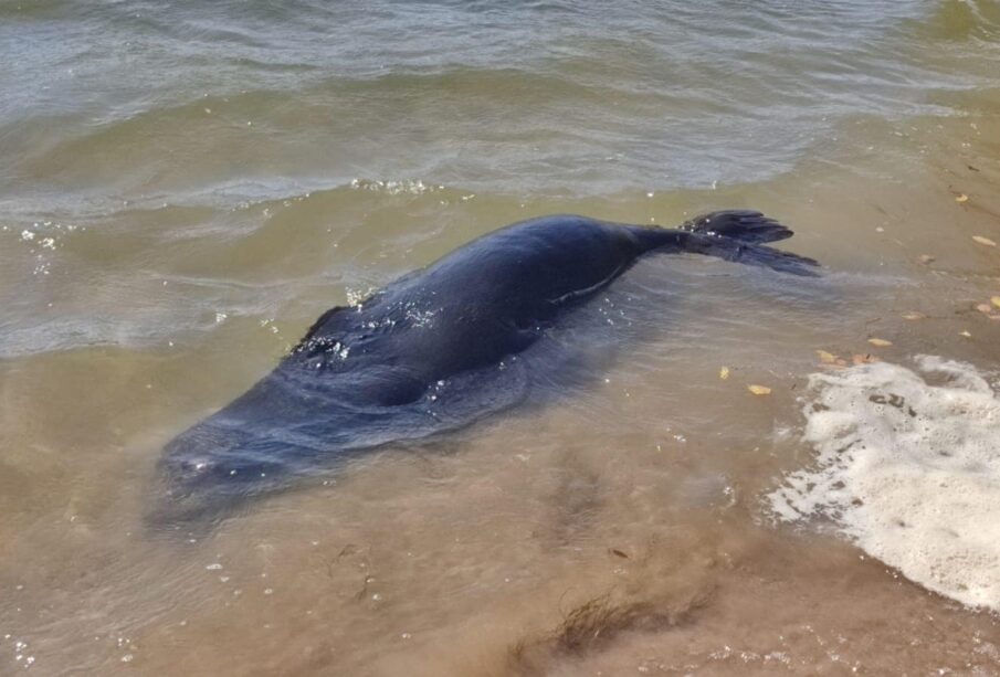 Lobo marina muerto en playa de Comundú