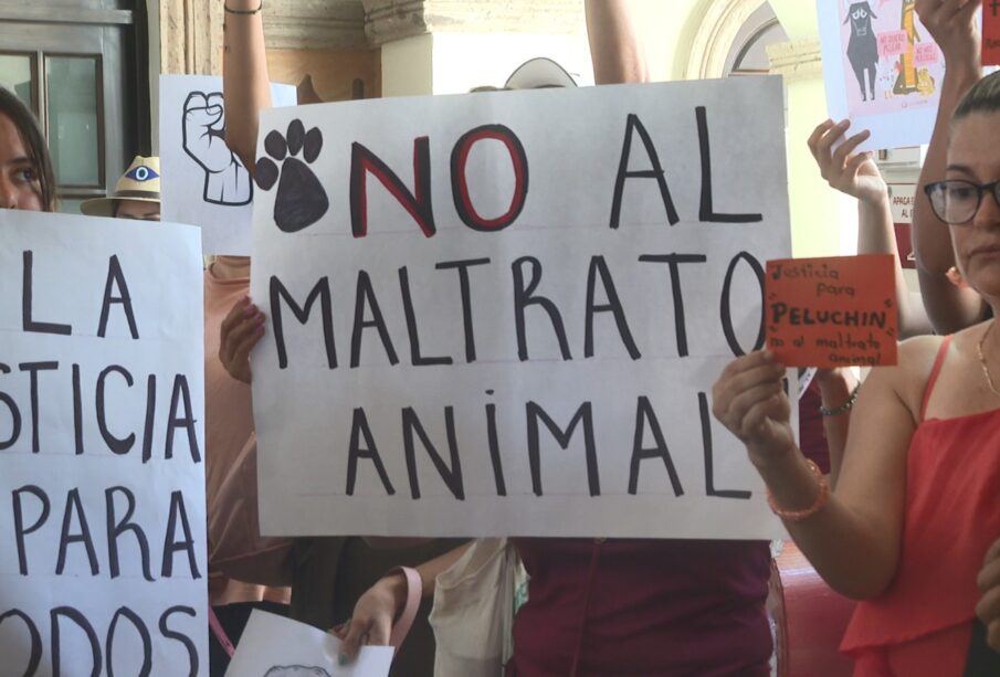 manifestación por el no al maltrato animal