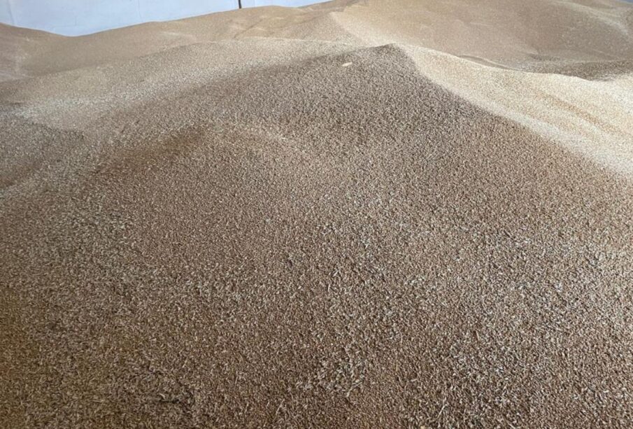 Producción de trigo en BCS