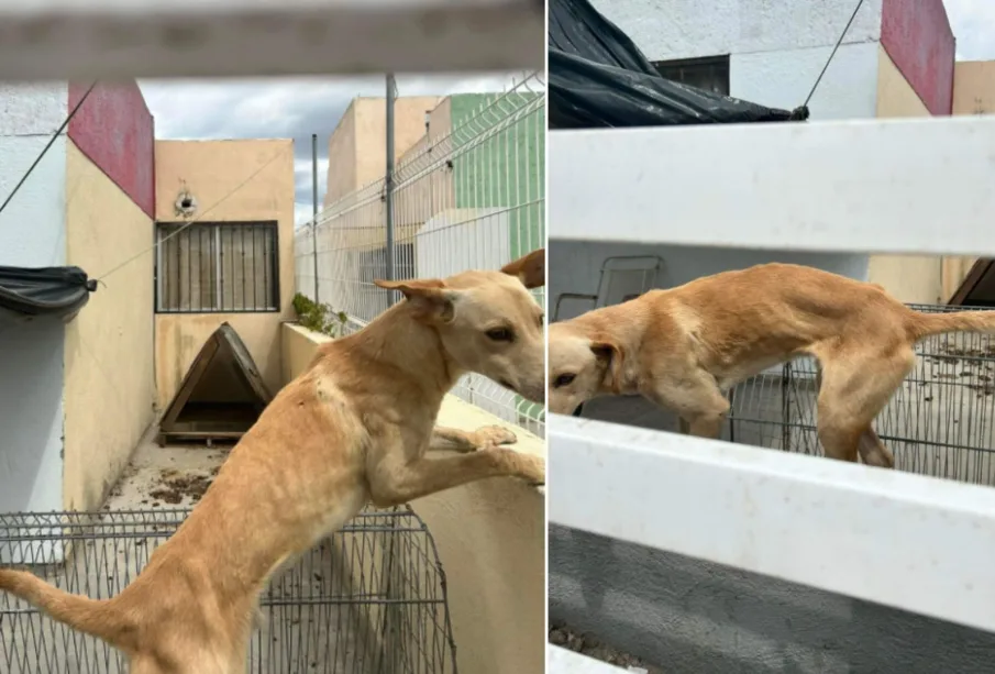 Perro abandonado en La Paz.