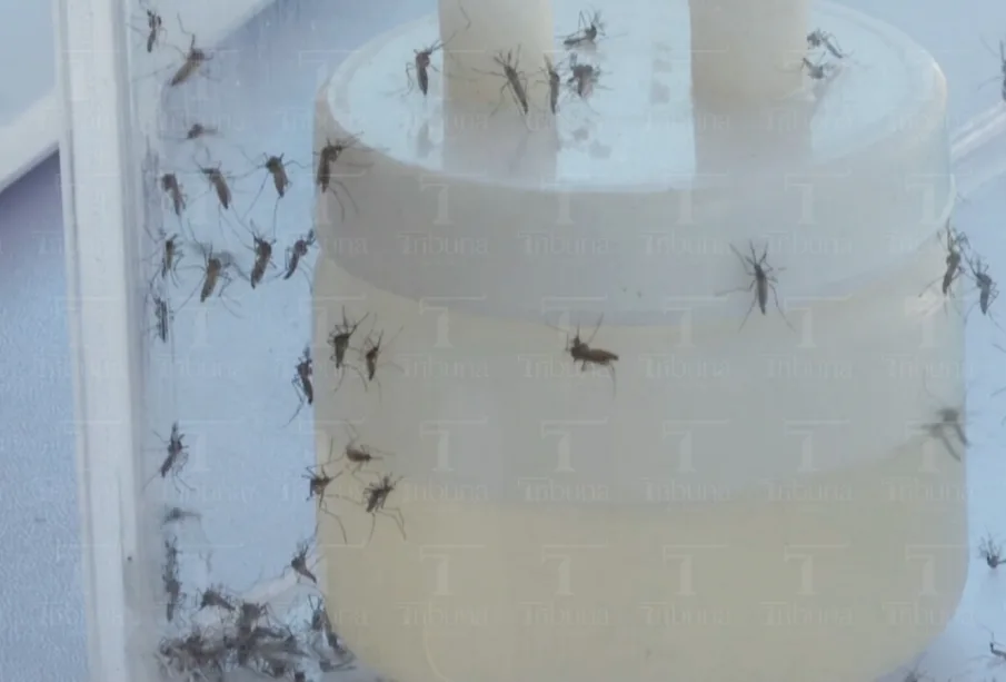 Mosquitos atrapados en trampa