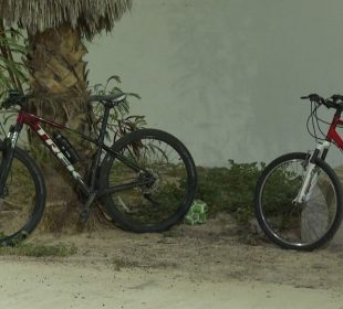 Bicicletas recargadas en un árbol y una banca
