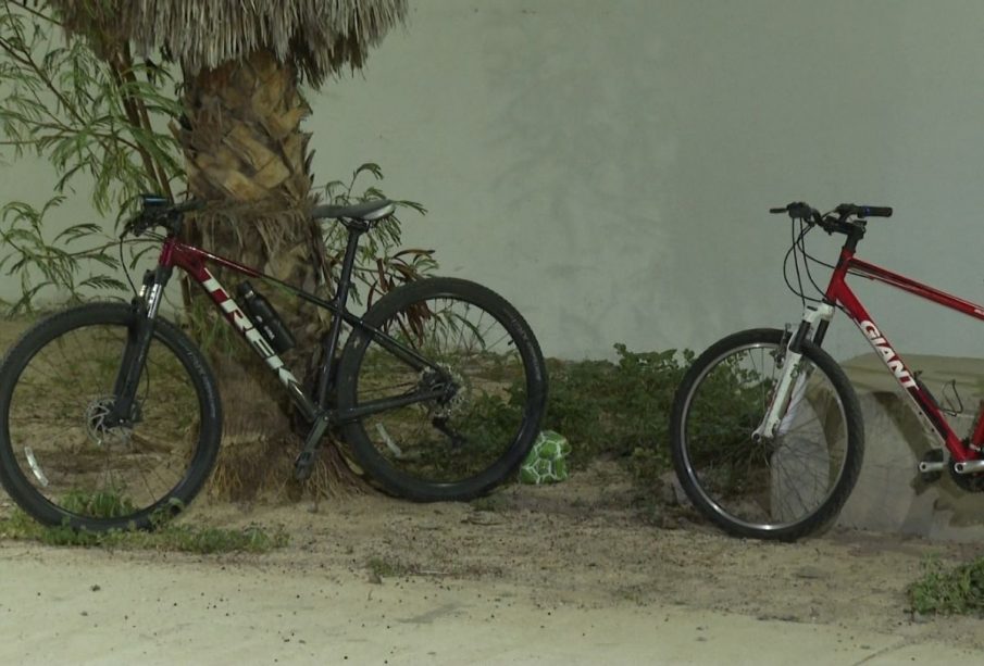 Bicicletas recargadas en un árbol y una banca