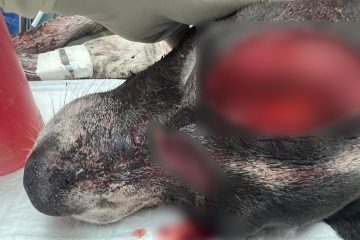 Bubulubu, perrito atacado en La Paz