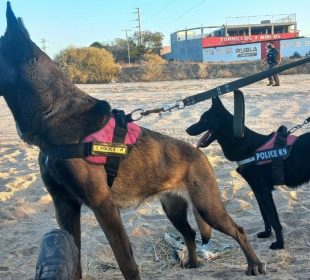 Varios perros son entrenados en búsqueda y rescate