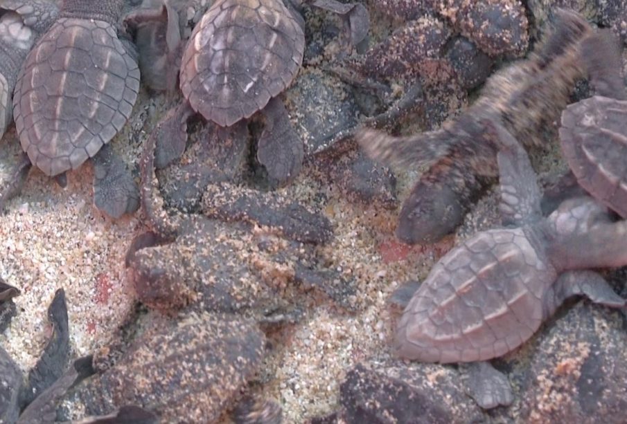 Debido a la gran cantidad de tortugas que están arribando