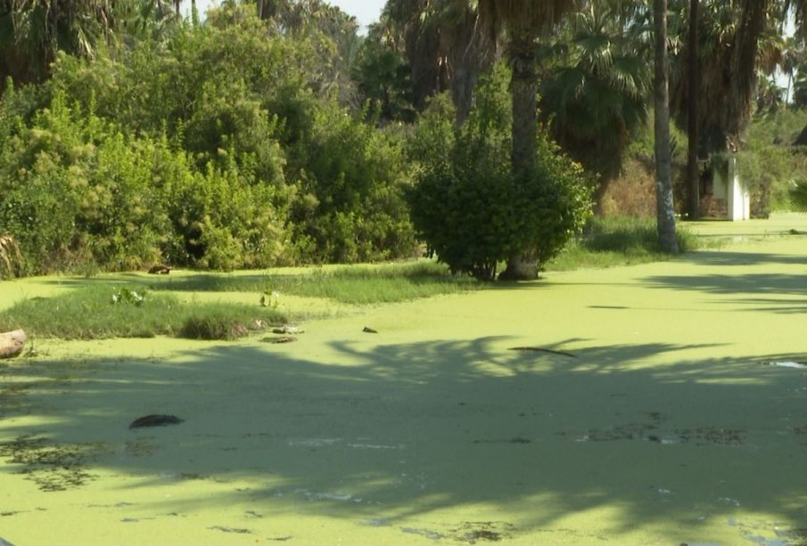 Estero de San José del Cabo