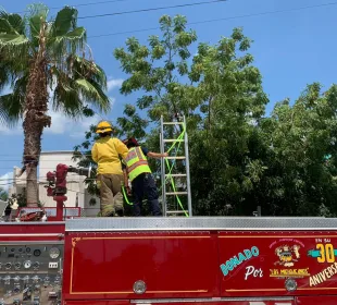 Bomberos rescatando a gatito de árbol