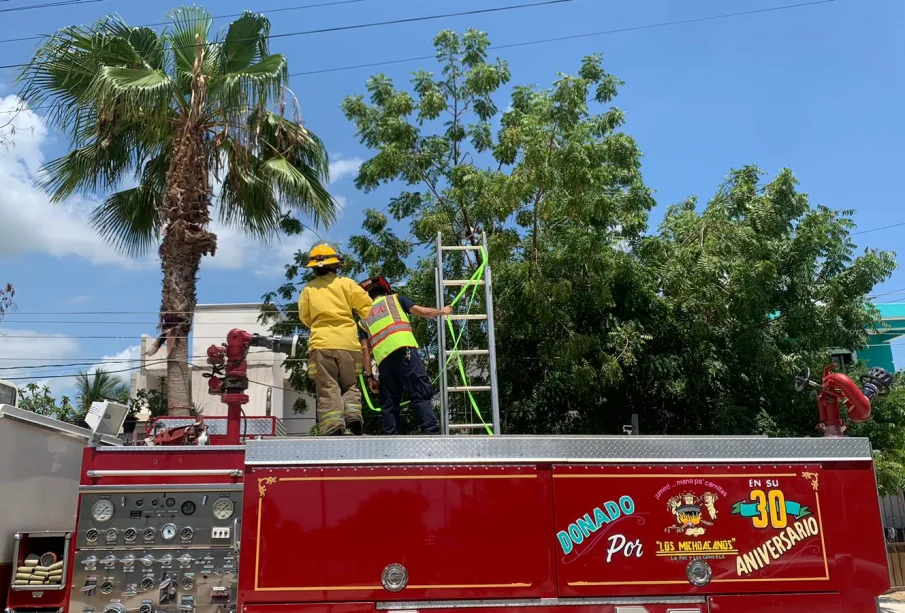 Bomberos rescatando a gatito de árbol