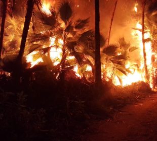 Incendio en palmar de Todos Santos