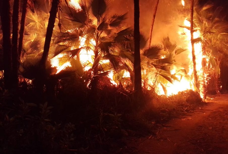 Incendio en palmar de Todos Santos