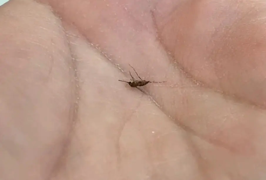 Mosquito del Chikungunya en la palma de la mano