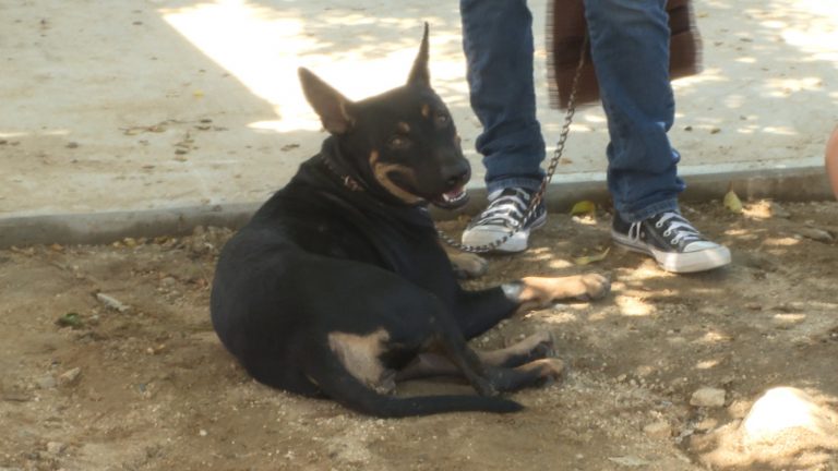 Perrito con correa hechado en la tierra