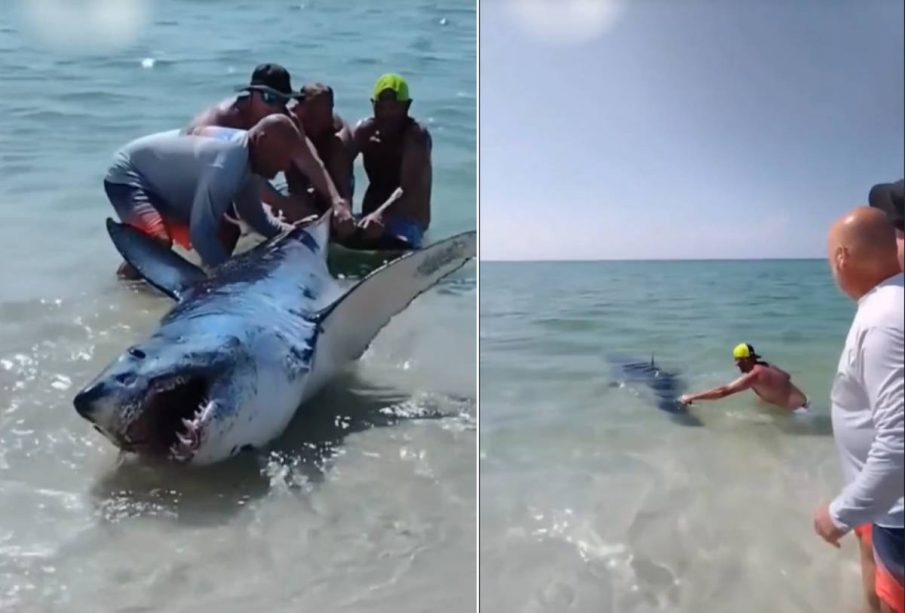 Rescate de tiburón varado