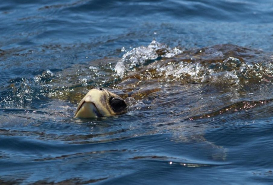 Tortuga nadando en el mar.