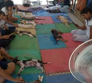 Perritos y gatitos esterilizados en la colonia Vista Hermosa.