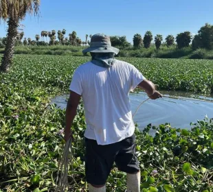 Ciudadanos limpiando el lirio acuático en el estero Josefíno.