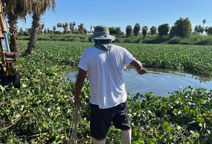 Ciudadanos limpiando el lirio acuático en el estero Josefíno.