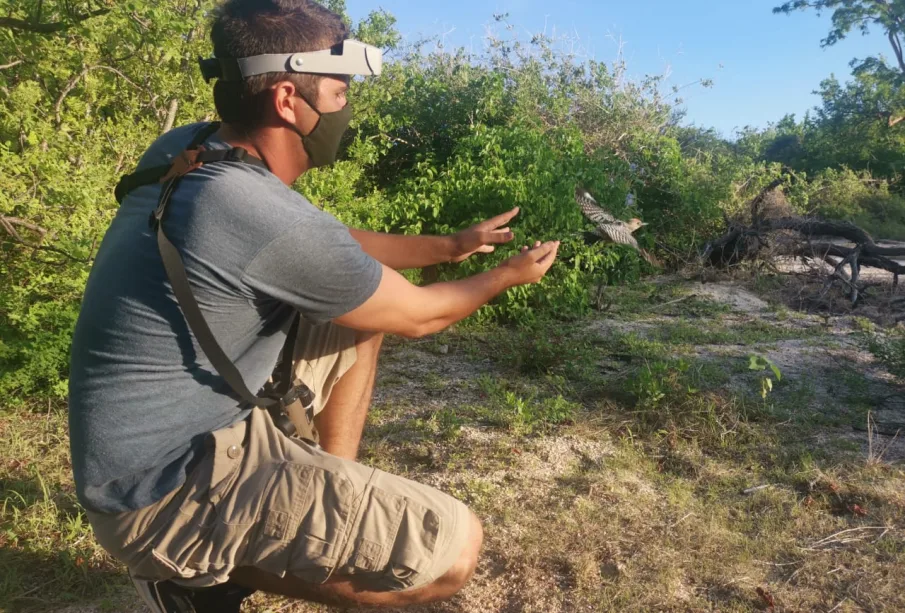 Observación de aves Cuco