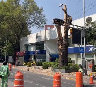 Árbol derribado en insurgentes CDMX