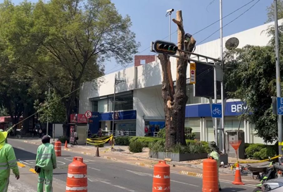 Árbol derribado en insurgentes CDMX