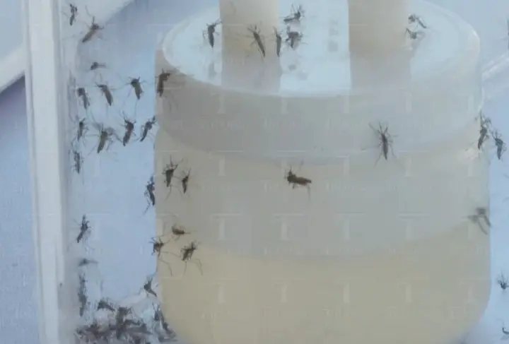 Dengue en Los Cabos