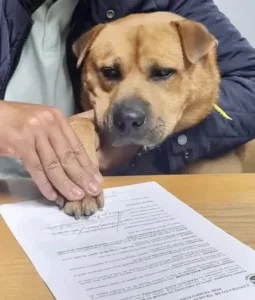 VIRAL: Dependencia contrata a perrito en Portugal