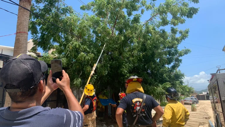 Bomberos bajando a gato de árbol