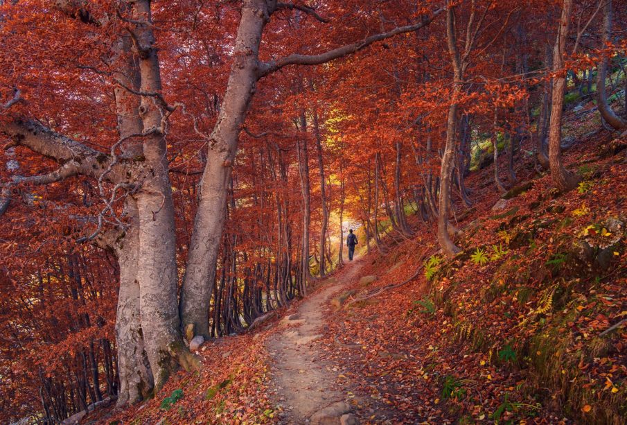 Árboles de otoño