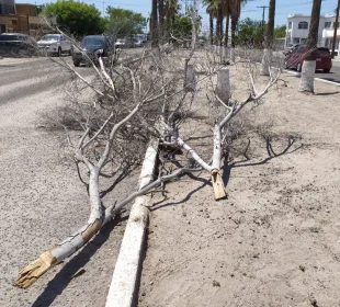 Ramas secas ponen en peligro a automovilistas