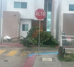 Árbol caido fuera de condominios