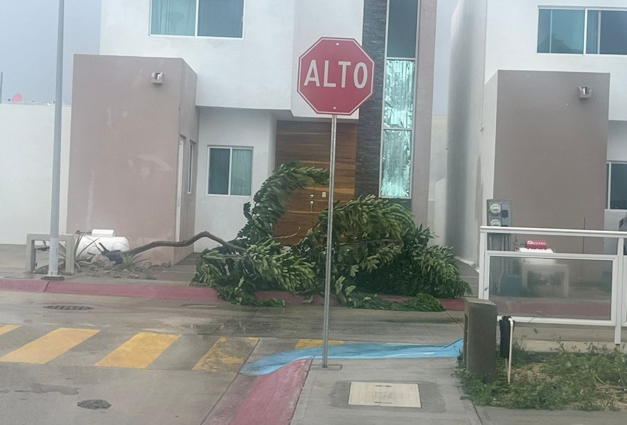 Árbol caido fuera de condominios