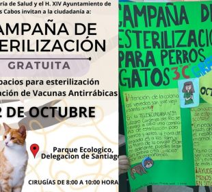 Campaña de esterilización grautita en Los Cabos