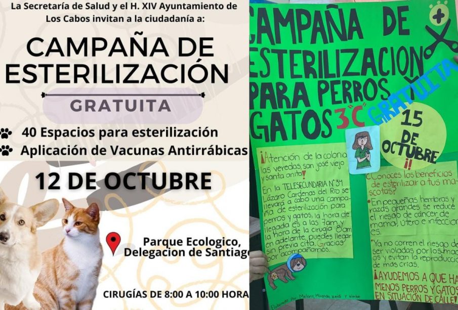 Campaña de esterilización grautita en Los Cabos