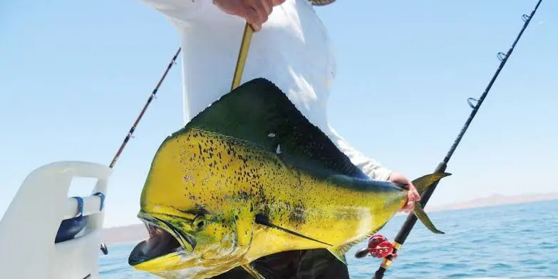 Dorado pescado