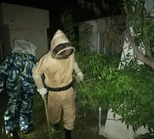 Elementos de protección civil retirando enjambre de abejas