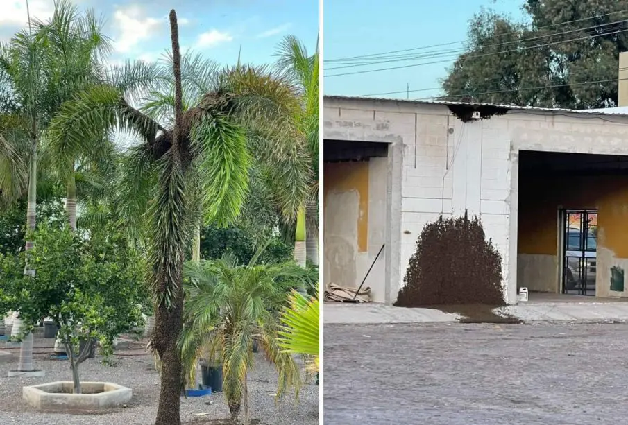 Enjambre de abejas en Loreto