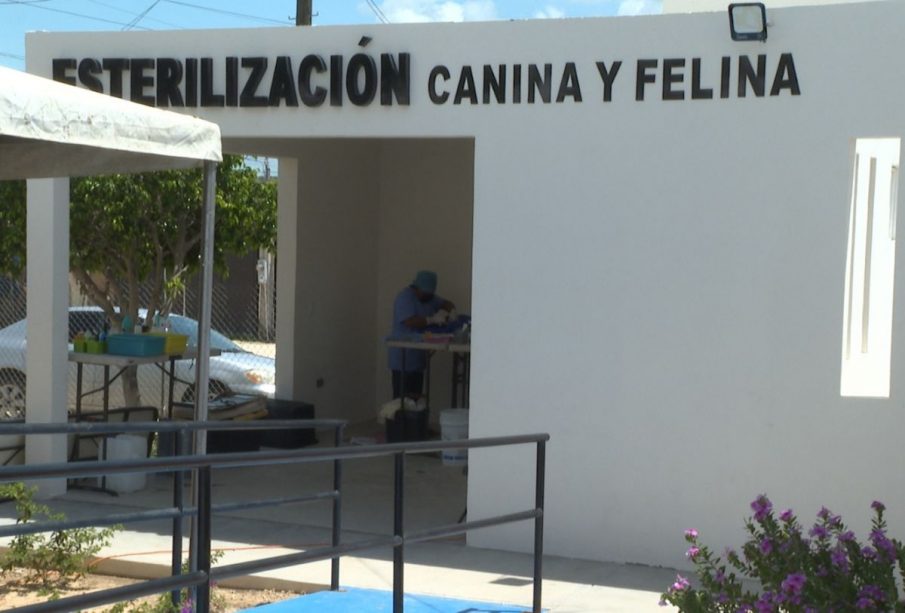 Esterilización canina y felina