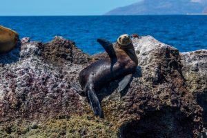 Estudios no muestran algún tipo de alteración en lobos marinos por turismo