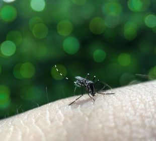 Mosquito del dengue picando a persona