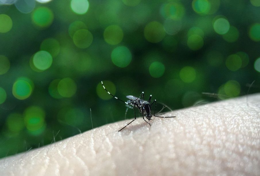 Mosquito del dengue picando a persona
