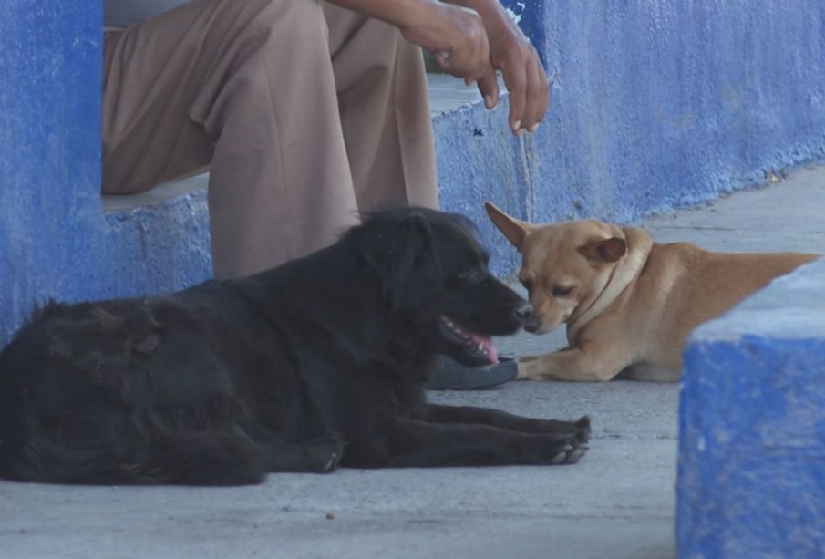 Perritos callejeros recostados junto a un señor en la banqueta