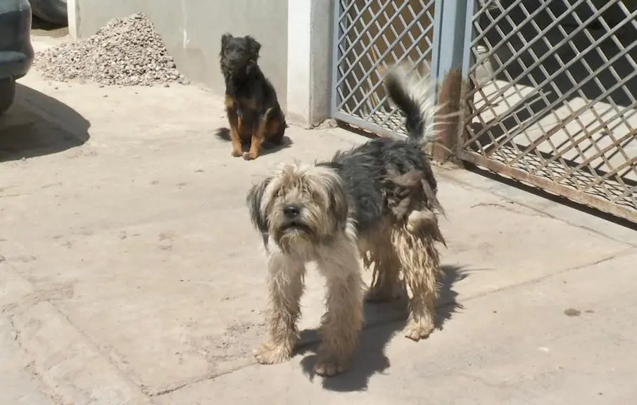Perros en la calle