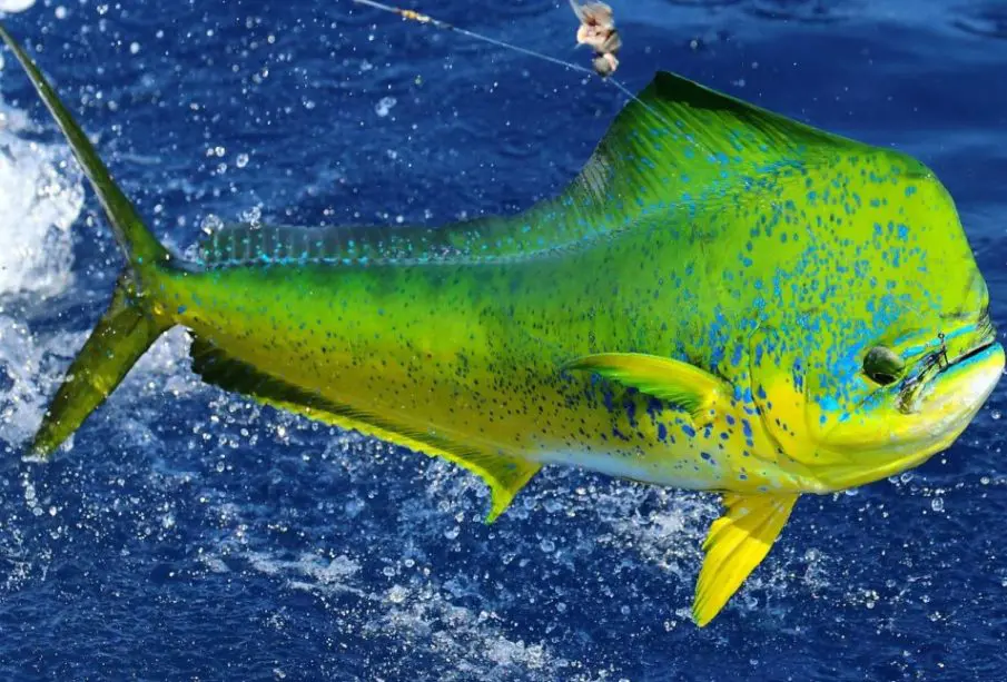 Pez Dorado saliendo del mar