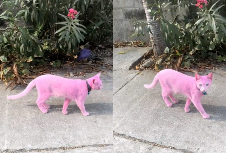 Gato rosa viral