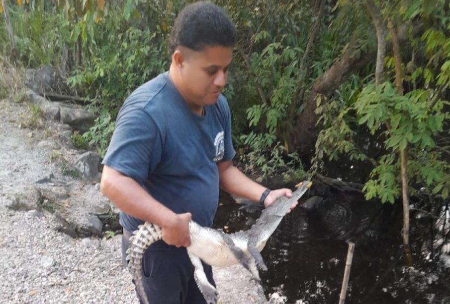 Reubicaron el cocodrilo a una zona en la que se pueda desarrollar